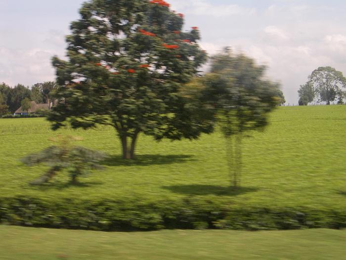 036_nog meer thee onderweg naar Kampala Uganda